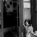 The Dog House Megaways слот игра с символами собак и костей