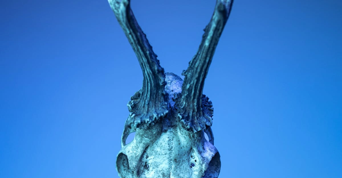 Фанатичная охота за бездепозитными бонусами онлайн-казино